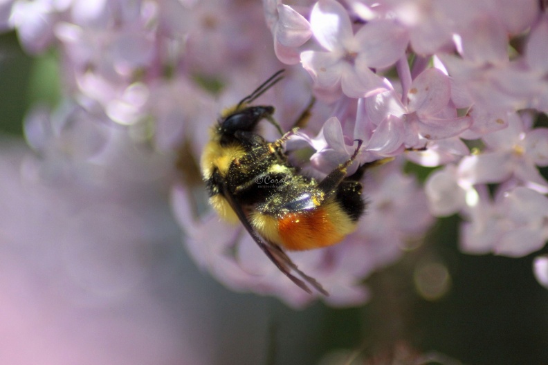 bumblebee_on_the_lilac_flowers_818.jpg