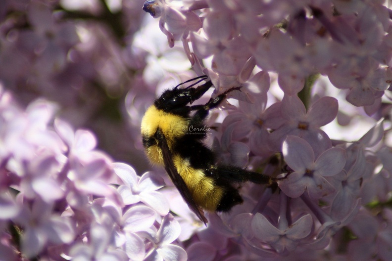 bumblebee_on_the_lilac_flowers_865.jpg