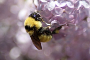 bumblebee on the lilac flowers 883