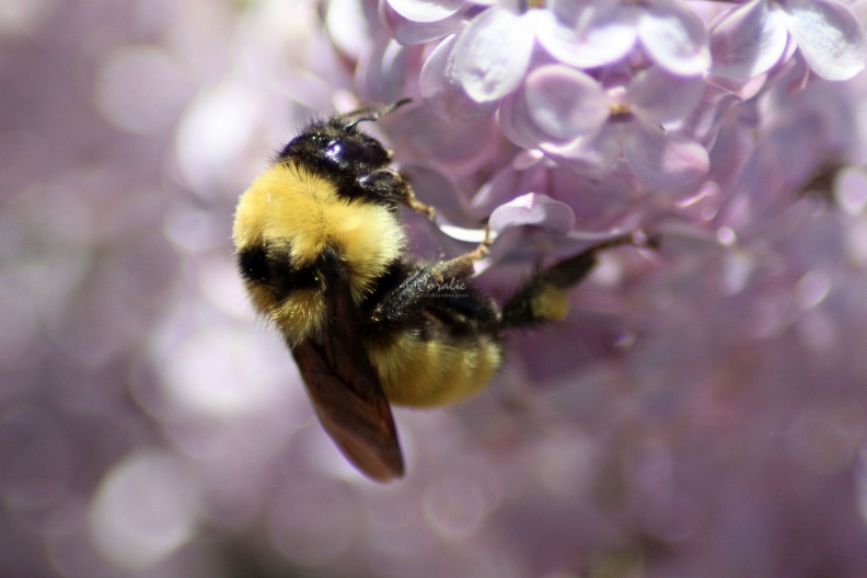 bumblebee_on_the_lilac_flowers_883.jpg