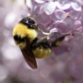 bumblebee on the lilac flowers 883