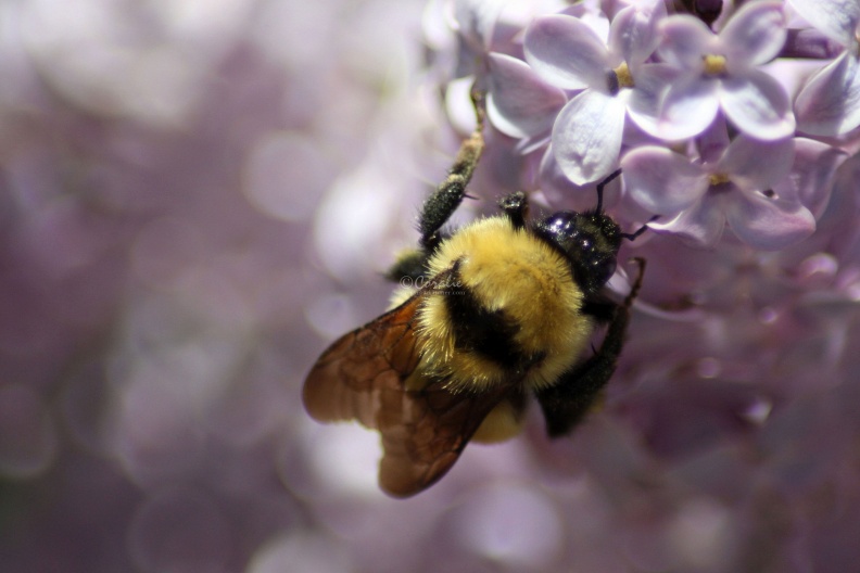 bumblebee_on_the_lilac_flowers_890.jpg
