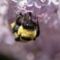 bumblebee on the lilac flowers 896