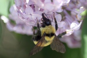 bumblebee on the lilac flowers 950