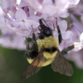 bumblebee on the lilac flowers 950