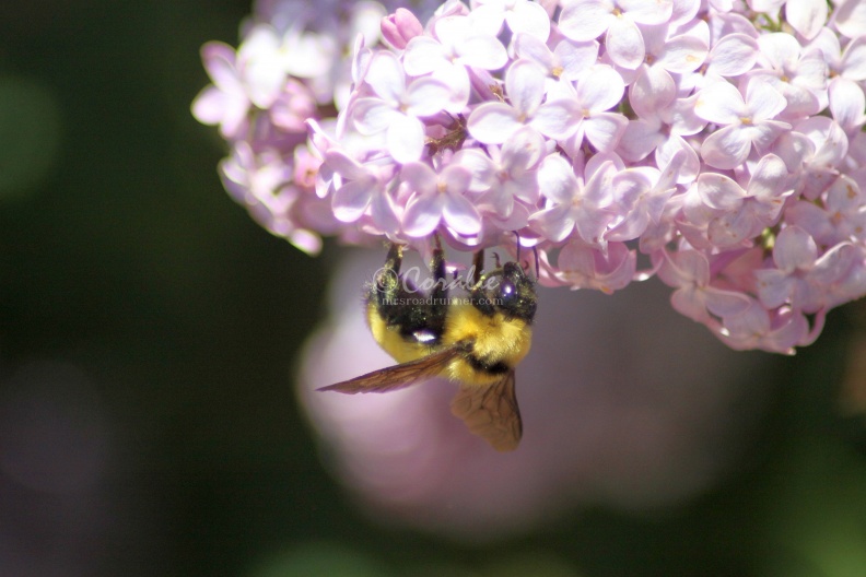 bumblebee_on_the_lilac_flowers_1000.jpg
