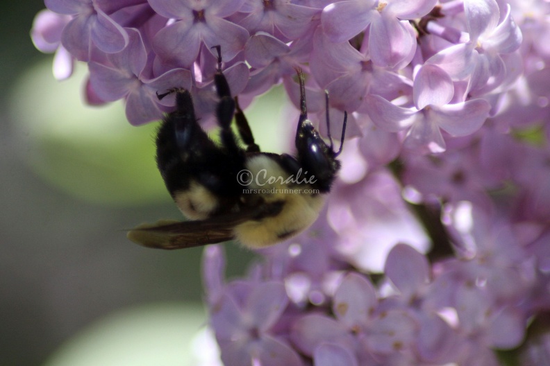 bumblebee_on_the_lilac_flowers_1081.jpg