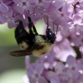 bumblebee on the lilac flowers 1081