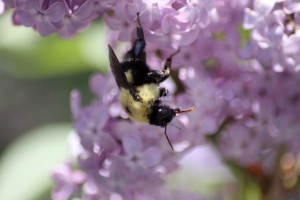 bumblebee on the lilac flowers 1122