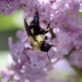bumblebee_on_the_lilac_flowers_1122.jpg