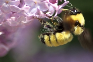 bumblebee on the lilac flowers 1152