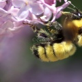 bumblebee on the lilac flowers 1152