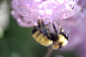bumblebee on the lilac flowers 1204