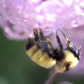 bumblebee on the lilac flowers 1204