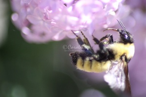 bumblebee on the lilac flowers 1205
