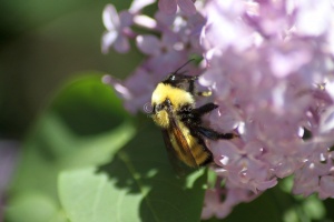 bumblebee on the lilac flowers 1240
