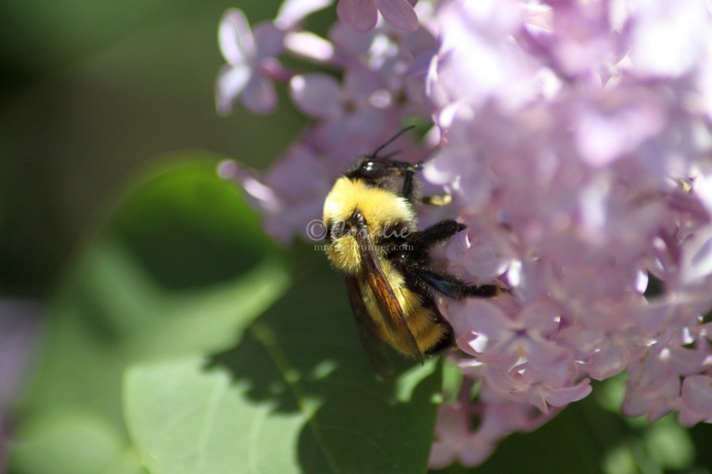 bumblebee_on_the_lilac_flowers_1240.jpg