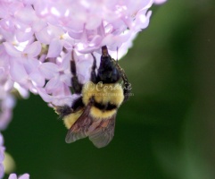 bumblebee on the lilac flowers 1271
