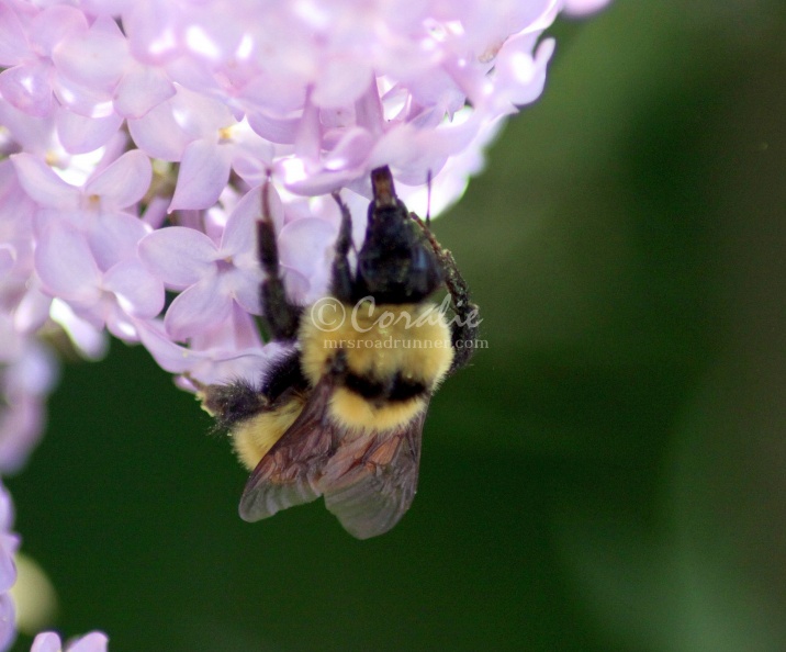 bumblebee_on_the_lilac_flowers_1271.jpg