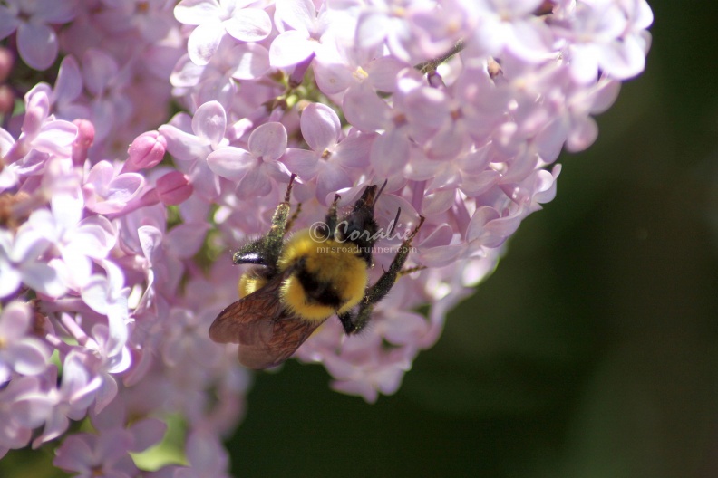 bumblebee_on_the_lilac_flowers_1281.jpg