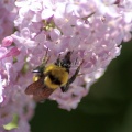 bumblebee on the lilac flowers 1281