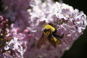 bumblebee on the lilac flowers 1356