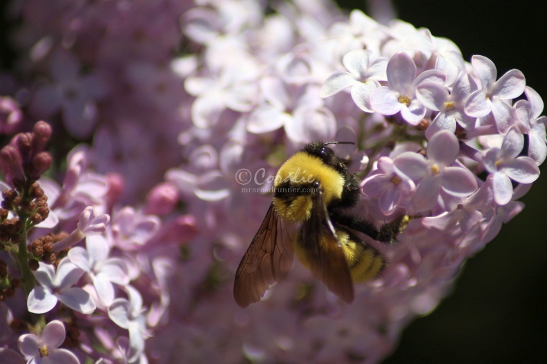 bumblebee_on_the_lilac_flowers_1356.jpg