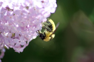 bumblebee on the lilac flowers 1383