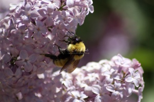 bumblebee on the lilac flowers 1395