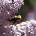 bumblebee on the lilac flowers 1395