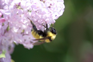 bumblebee on the lilac flowers knows im here 1296