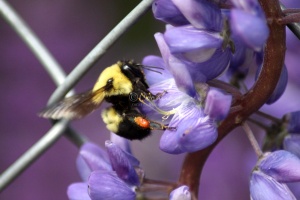 BumbleBee Working on the Lupine Flowers 085