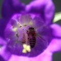 Canterbury_Bell_Flowers_and_Honey_Bee_140.jpg
