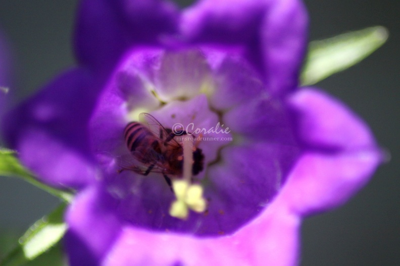 Canterbury_Bell_Flowers_and_Honey_Bee_149.jpg