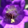 Canterbury Bell Flowers and Honey Bee 149
