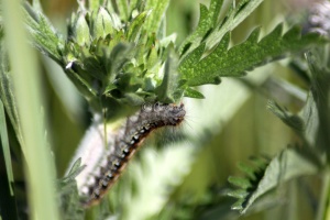 Caterpillar 020