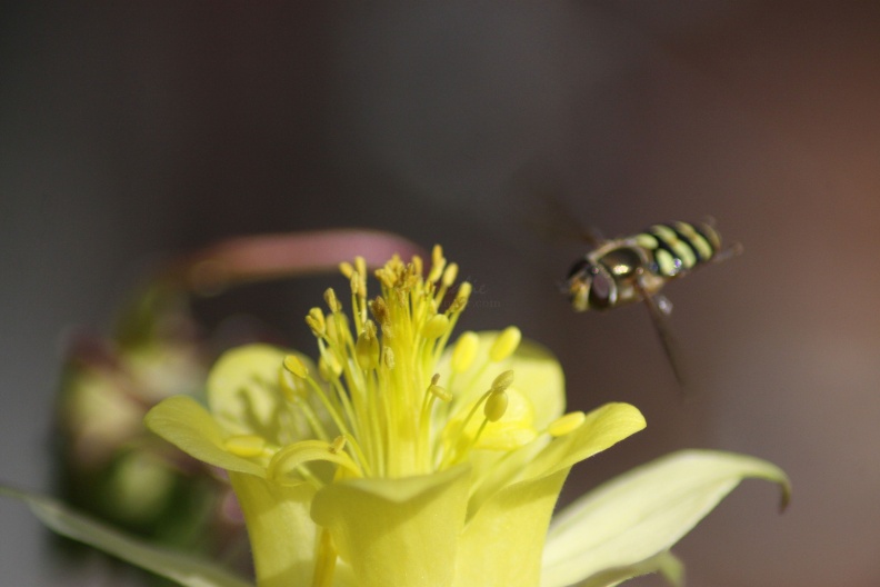 Columbine_Flower_and_the_Hoverfly_872.jpg
