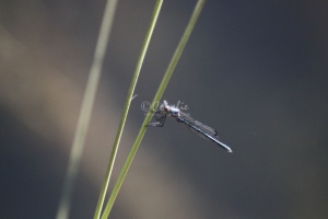 Dragonfly 232