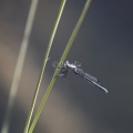 Dragonfly_232.jpg