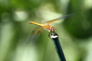 Dragonfly 260