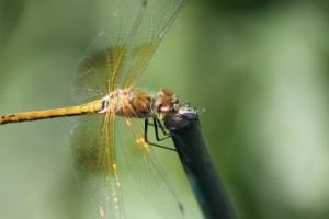 dragonfly 318