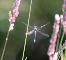 Dragonfly 332