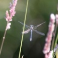 Dragonfly_332.jpg