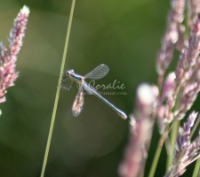 Dragonfly 333