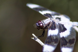 Dragonfly Face 661