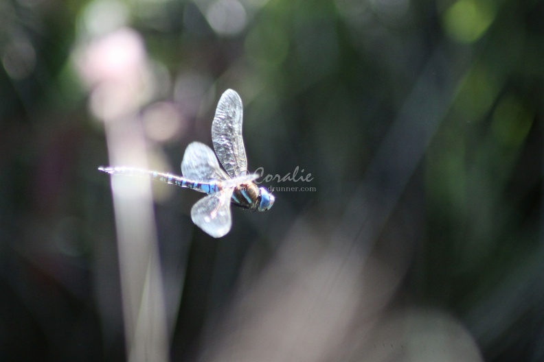 Dragonfly_in_Flight_307.jpg