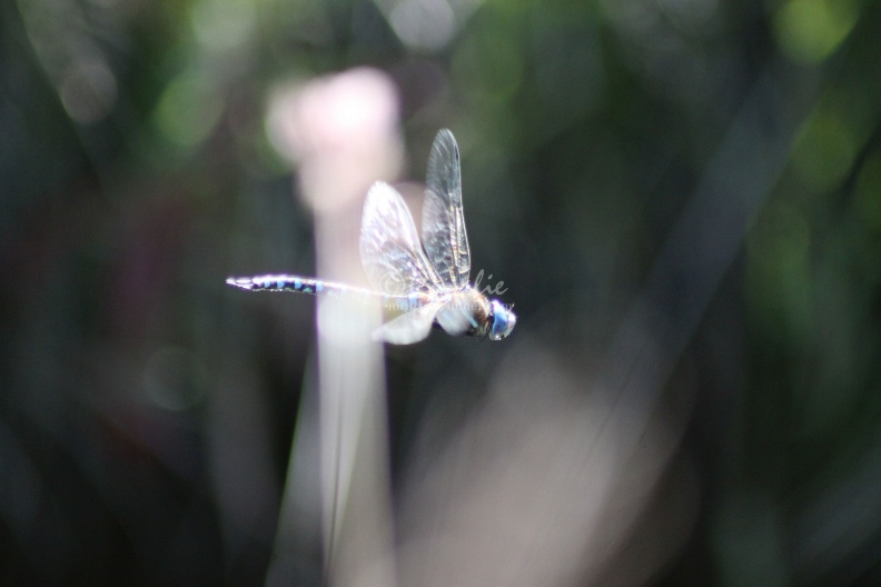Dragonfly_in_Flight_309.jpg
