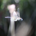 Dragonfly in Flight 309