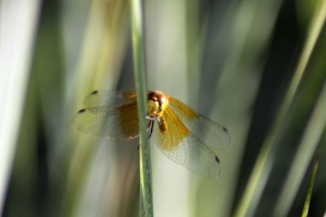 Dragonfly Wings 087