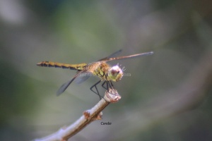 Dragonfly266-27